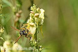 Paper wasp (Polistes dominula) on Linaria vulgaris (F177190)