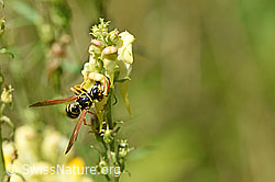 Paper wasp (Polistes dominula) on Linaria vulgaris (F177191)