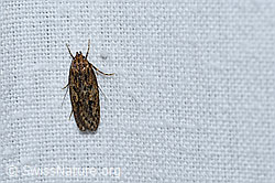 Samenmotte (Hofmannophila pseudospretella) (F177253) Samenmotte (Hofmannophila pseudospretella) (F177253)