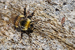 Dunkle Erdhummel (Bombus terrestris) (04.08.2020, F177875)