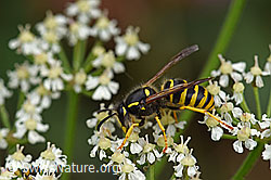 Waldwespe (Dolichovespula sylvestris) (04.08.2020, F177918)