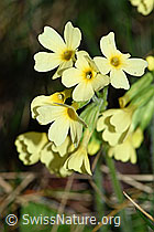 Foto: Wald-Schlüsselblume (Primula elatior), Blüten