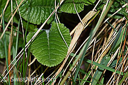 Foto: Wald-Schlüsselblume (Primula elatior), Blatt