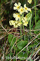 Foto: Wald-Schlüsselblume (Primula elatior)