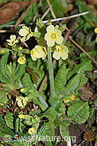 Foto: Wald-Schlüsselblume (Primula elatior)