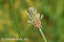 Spitzwegerich (Plantago lanceolata), Blüte (F178118) Spitzwegerich (Plantago lanceolata), Blüte (F178118)