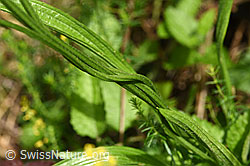 Spitzwegerich (Plantago lanceolata), Stängel (F178119) Spitzwegerich (Plantago lanceolata), Stängel (F178119)