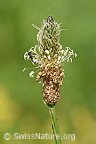 Spitzwegerich (Plantago lanceolata), Blüte (F178120) Spitzwegerich (Plantago lanceolata), Blüte (F178120)