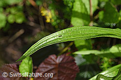 Spitzwegerich (Plantago lanceolata), Blatt (F178122) Spitzwegerich (Plantago lanceolata), Blatt (F178122)