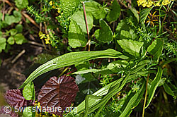 Spitzwegerich (Plantago lanceolata), Blätter und Stängel (F178123) Spitzwegerich (Plantago lanceolata), Blätter und Stängel (F178123)