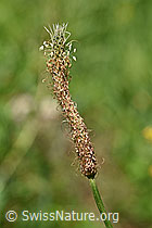 Spitzwegerich (Plantago lanceolata), Blüte (F178124) Spitzwegerich (Plantago lanceolata), Blüte (F178124)