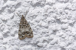Eudonia truncicolella (Zünsler) (30.06.2020, F178143)