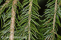 Gewöhnliche Fichte (Picea abies), Ästchen und Nadeln (F178155) Gewöhnliche Fichte (Picea abies), Ästchen und Nadeln (F178155)