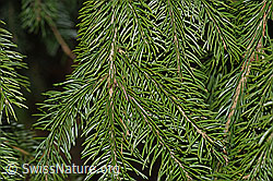 Gewöhnliche Fichte (Picea abies), Ästchen und Nadeln (F178159) Gewöhnliche Fichte (Picea abies), Ästchen und Nadeln (F178159)
