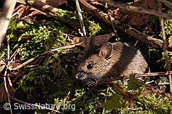 Waldmaus (Apodemus sylvaticus) (29.03.2021, F178243)