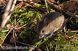 Photo: Apodemus sylvaticus
