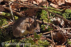 Waldmaus (Apodemus sylvaticus) (29.03.2021, F178254)