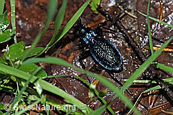 F180986: Dunkelblauer Laufkäfer (Carabus intricatus)