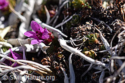 Gegenblättriger Steinbrech (Saxifraga oppositifolia) (F181549) Gegenblättriger Steinbrech (Saxifraga oppositifolia) (F181549)