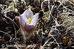 Frühlings-Anemonen (Pulsatilla vernalis) (28.05.2021, F181571)