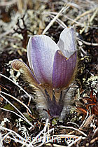 Pulsatilla vernalis (F181573)