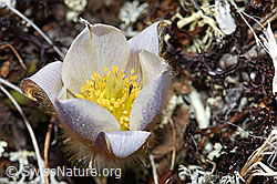 Frühlings-Anemonen (Pulsatilla vernalis) (28.05.2021, F181576)