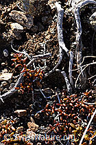 Loiseleuria procumbens (F181587)