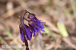 Soldanella alpina (F181664)