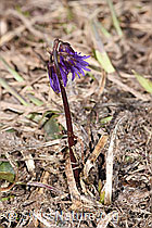 Soldanella alpina (F181665)