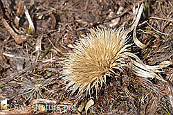 Silberdistel (Carlina acaulis ssp. caulescens) (F181666)