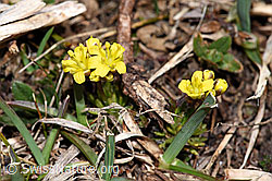 Hoppes Felsenblümchen (Draba hoppeana) (F181669) Hoppes Felsenblümchen (Draba hoppeana) (F181669)