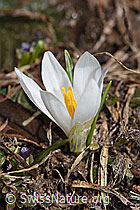 Frühlings-Krokus (Crocus albiflorus) (F181677) Frühlings-Krokus (Crocus albiflorus) (F181677)