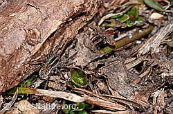 Magerrasen-Laufwolf (Pardosa monticola) (F181685) Magerrasen-Laufwolf (Pardosa monticola) (F181685)