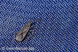 Coriomeris denticulatus (Randwanze) (28.05.2021, F181736)