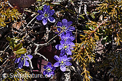 Foto: Leberblümchen (Hepatica nobilis)