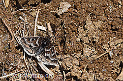 Photo: Metaxmeste schrankiana