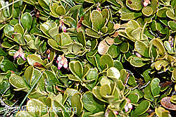 Immergrüne Bärentraube (Arctostaphylos uva-ursi) (F182013) Immergrüne Bärentraube (Arctostaphylos uva-ursi) (F182013)