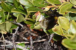 Tonerdhummel (Bombus argillaceus) auf Immergrüner Bärentraube (Arctostaphylos uva-ursi) (F182014)