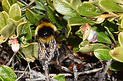 Tonerdhummel (Bombus argillaceus) auf Immergrüner Bärentraube (Arctostaphylos uva-ursi) (F182016)