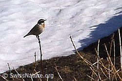 Braunkehlchen (Saxicola rubetra) (30.05.2021, F182036)
