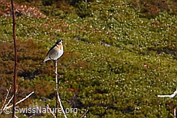 Braunkehlchen (Saxicola rubetra) (30.05.2021, F182038)