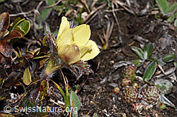 Schewefel-Anemone (Pulsatilla alpina ssp. apiifolia) (30.05.2021, F182041)