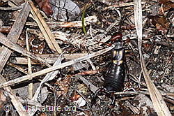 Anechura bipunctata (F182053)