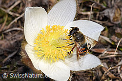 Mistbiene (Eristalis tenax)