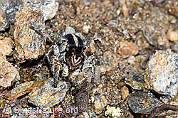V-Fleck-Springspinne (Aelurillus v-insignitus) (F182110) V-Fleck-Springspinne (Aelurillus v-insignitus) (F182110)