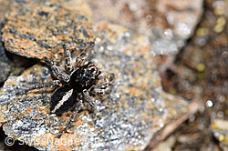 V-Fleck-Springspinne (Aelurillus v-insignitus) (F182111) V-Fleck-Springspinne (Aelurillus v-insignitus) (F182111)