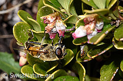 Immergrüne Bärentraube (Arctostaphylos uva-ursi)