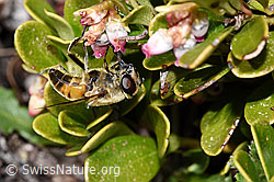Mistbiene (Eristalis tenax) an Immergrüner Bärentraube (Arctostaphylos uva-ursi) (F182117) Mistbiene (Eristalis tenax) an Immergrüner Bärentraube (Arctostaphylos uva-ursi) (F182117)