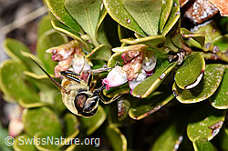 Mistbiene (Eristalis tenax) an Immergrüner Bärentraube (Arctostaphylos uva-ursi) (F182118) Mistbiene (Eristalis tenax) an Immergrüner Bärentraube (Arctostaphylos uva-ursi) (F182118)