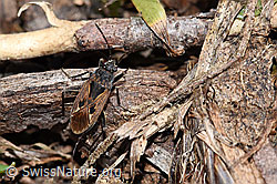 Rhyparochromus pini (Wanze) (F182126) Rhyparochromus pini (Wanze) (F182126)